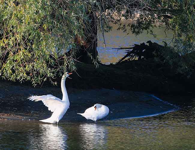 Schiffsfahrt Speyer Ausflug 05